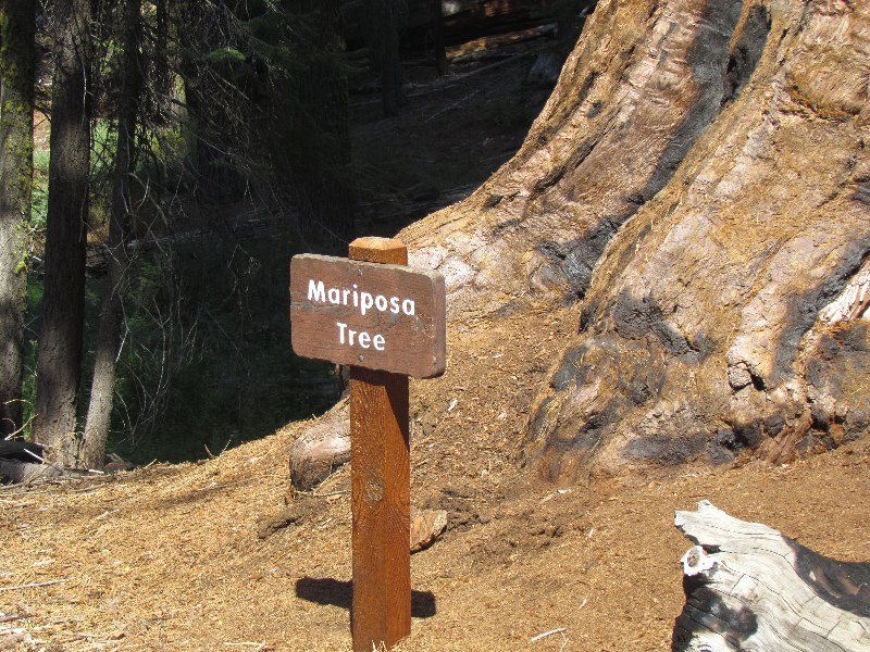 Mariposa Tree sign