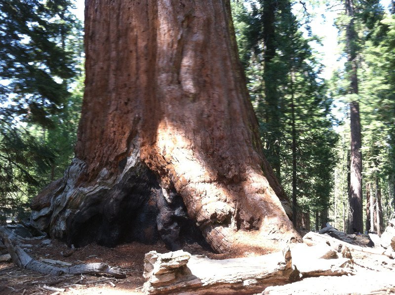 Sequoia 4