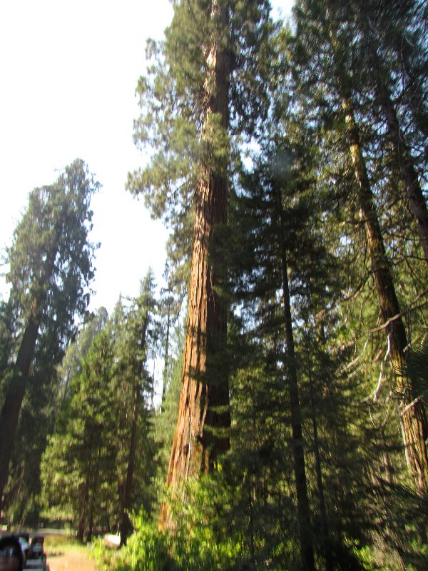 Sequoia 5