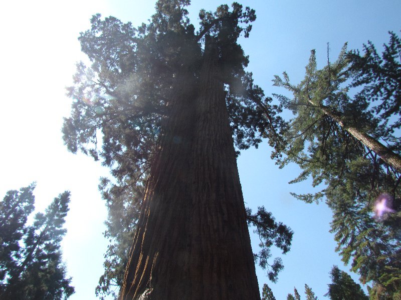 Sequoia 6