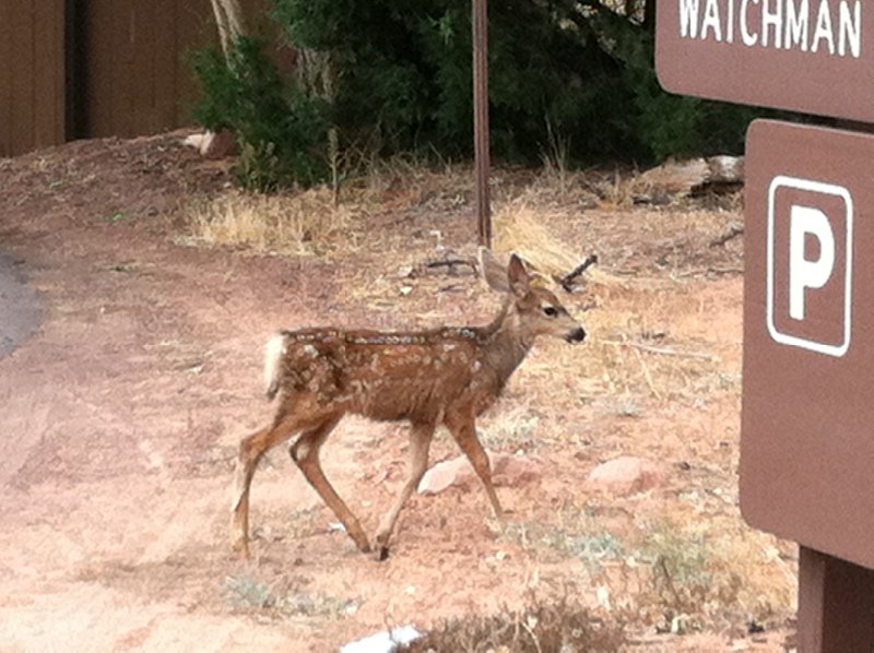 Fawn at Zion