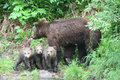 Grizzly & her 3 cubs