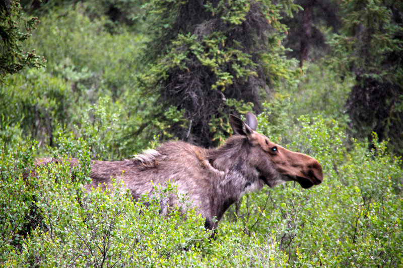 Ron's camera bagged a moose.