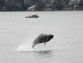 Another view of Humpback breeching