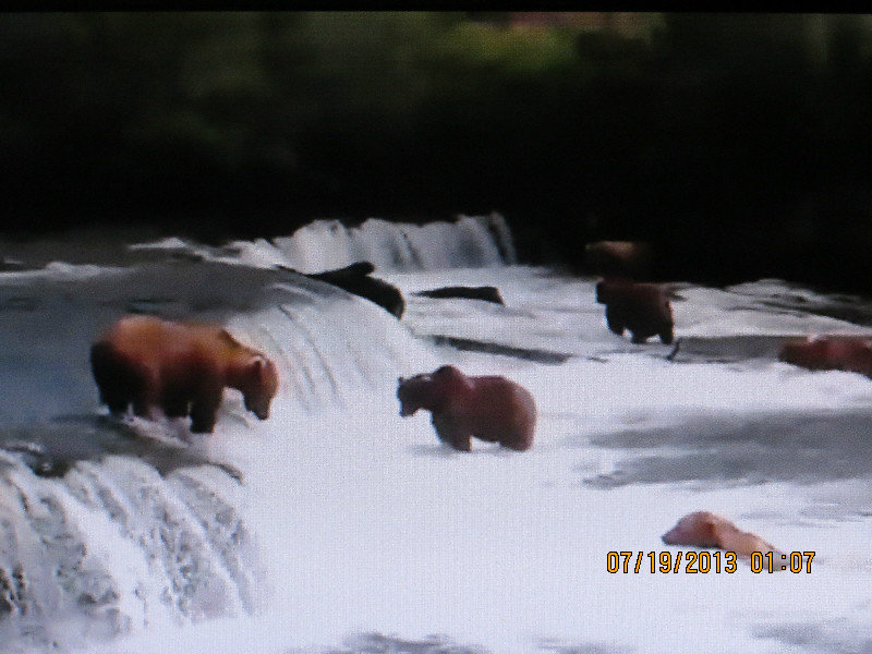 Pratt Museum: took a picture of live feed on salmon-catching bears at Katmai Park