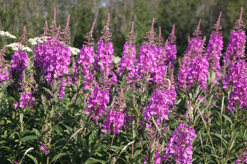 Fireweed blooms everywhere, miles and miles of it