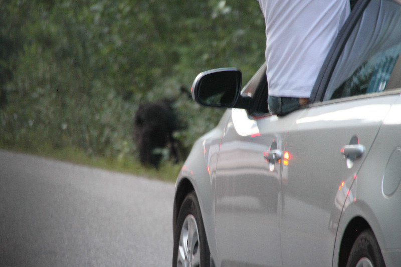 Truck in focus; bear's butt not quite
