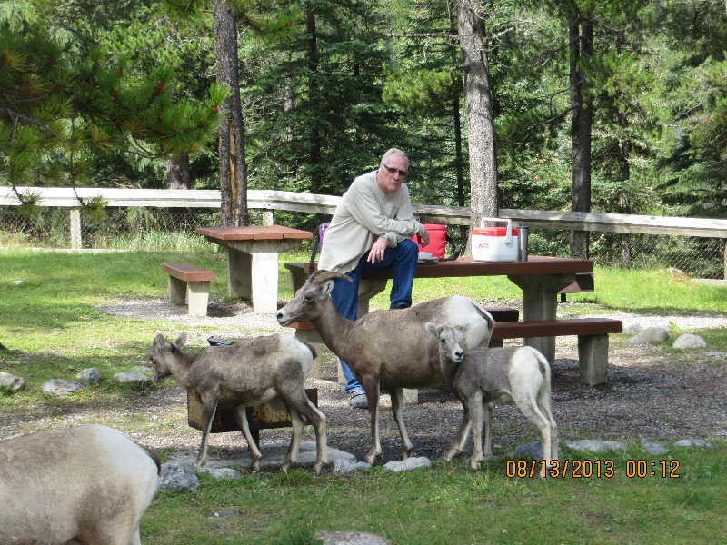 Jon, our RV shepherd, with "his other flock"