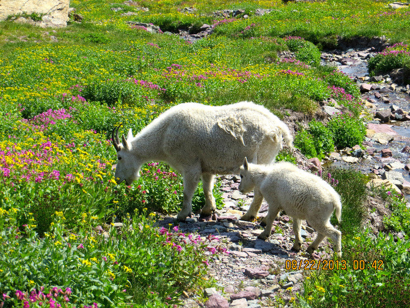 mountain goat, mother and kid