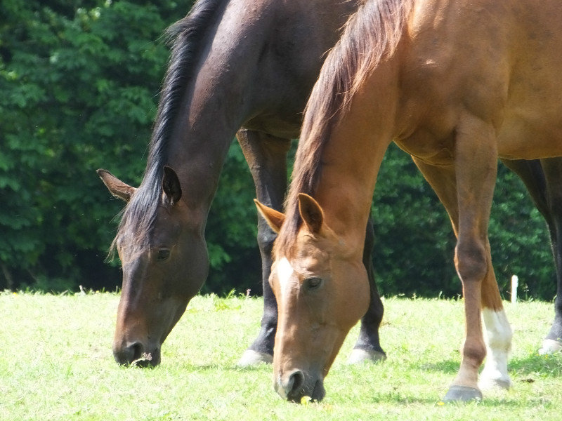 Horses of Henlle Hall