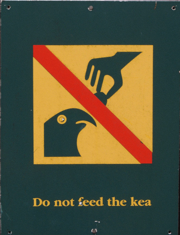 Der Kea lebt nur noch in den südwestlichen Alpen Neuseelands. 