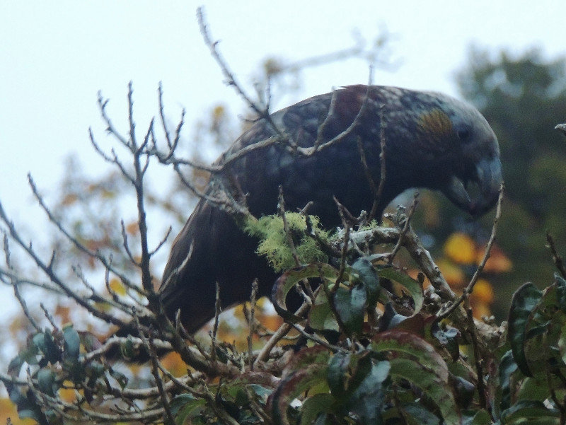 Kaka, die zweite Papageienart Neuseelands.