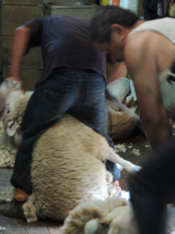 Shearing Gang