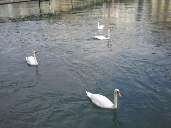 Swans Near The Bridge