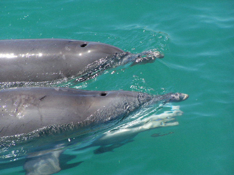 the famous dolphins
