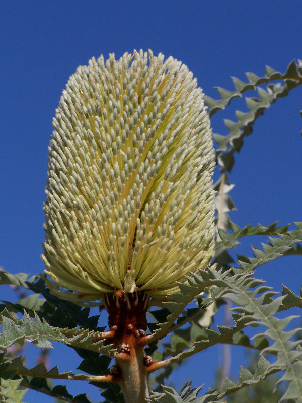 banksia in fitzgerald np