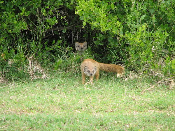 Schotia Game Reserve - Near Port Elizabeth, South Africa (Mongeese)