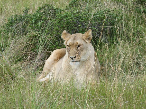 Schotia Game Reserve - Near Port Elizabeth, South Africa (Mother Lion of Pride of 5)