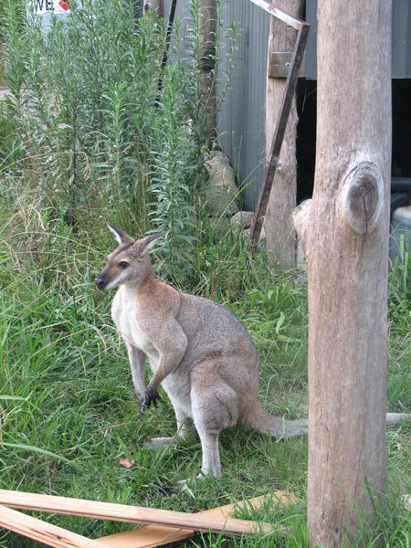 Barrington Tops, Australia (Wallaby)