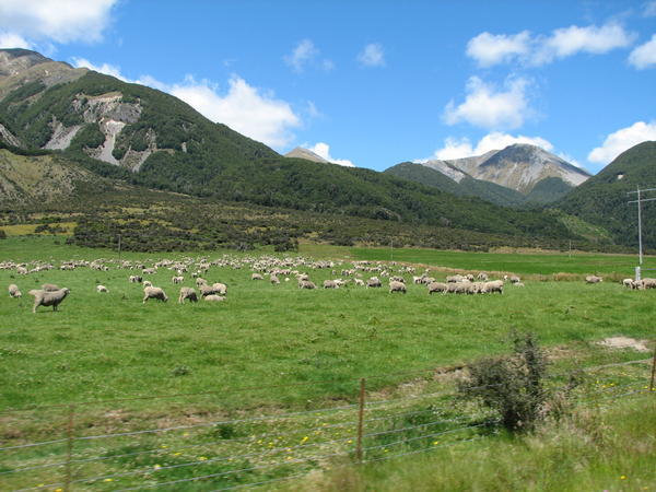 Arthur's Pass, New Zealand (Sheep)