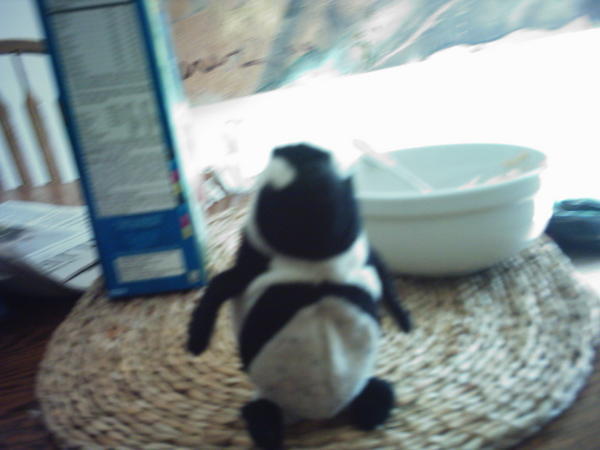 Penguino at breakfast & ready for travel