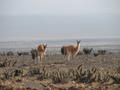vicuna -- wild relative of the llama