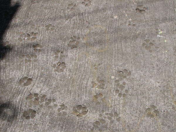 dogs leave their marks