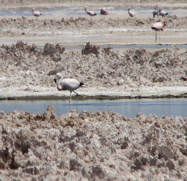 Flamingoes in the desert