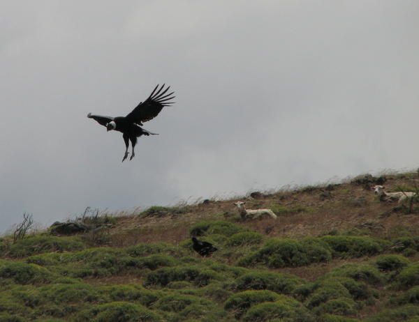 condor landing