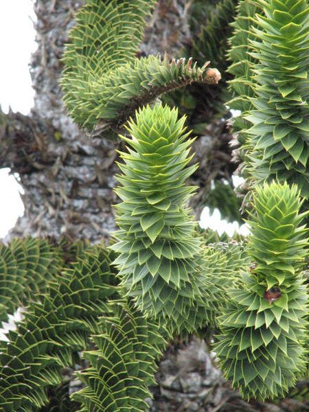 close up of the Araucania tree 