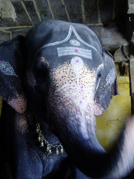 Trichy - Rock Fort temple's beautiful elephant 1