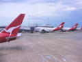 Qantas tails at Sydney Airport