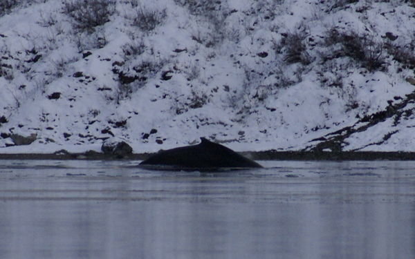 A humpback whale in Reid Inlet