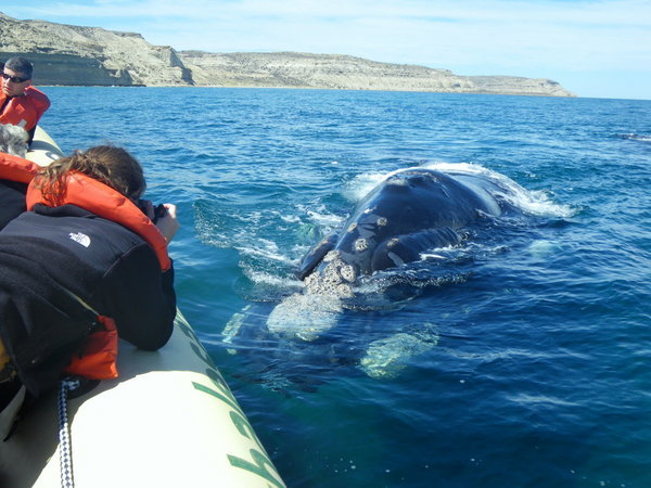 Right Whale approaching the boat