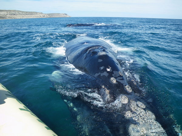 Right Whale next to the boat