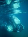 Right Whale underwater