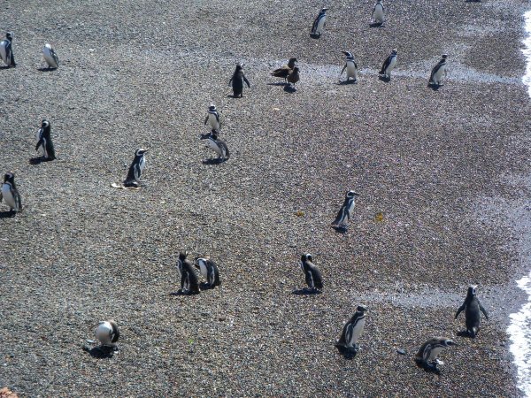 Coastwalking penguins