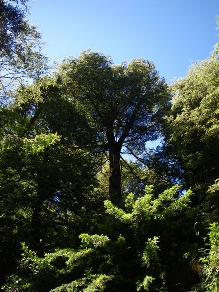 Big Trees in Puerto Blest