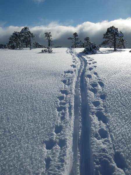 Cross country ski tracks