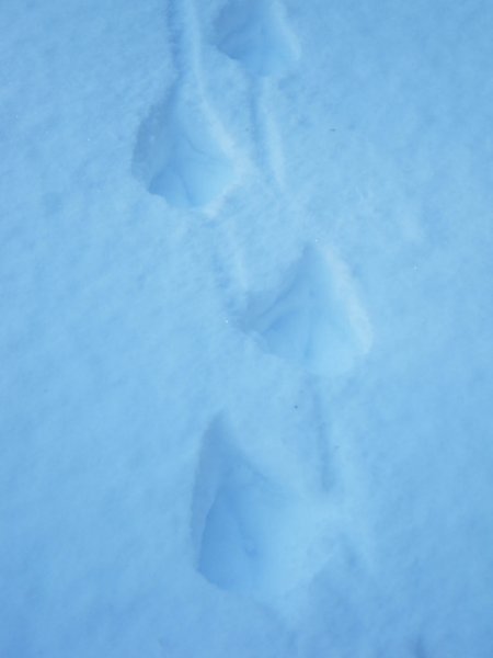 Swan tracks