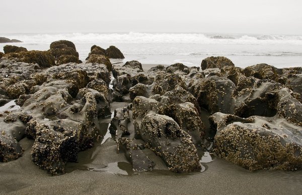 Rocks on the outer coast beach