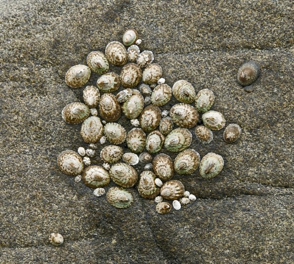 A gathering of limpets
