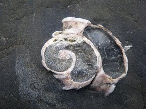Fossil in sandstone