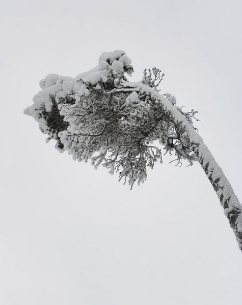 A pine with snow