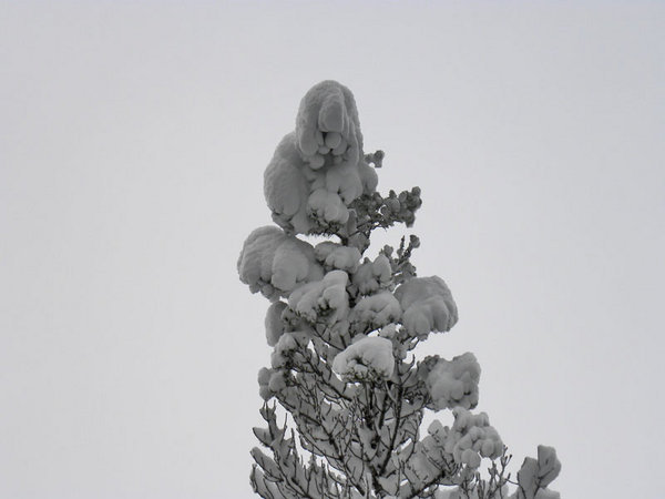 Pine with snow 2