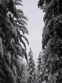 Spruce with snow