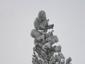 Pine with snow 2