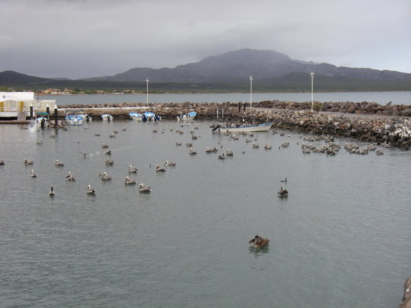Pelicans in the harbor