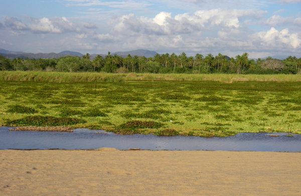 Wetlands behind the beach