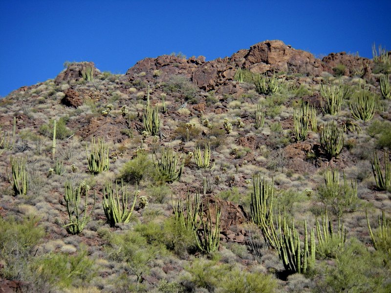 Landscape with Organ Pipe